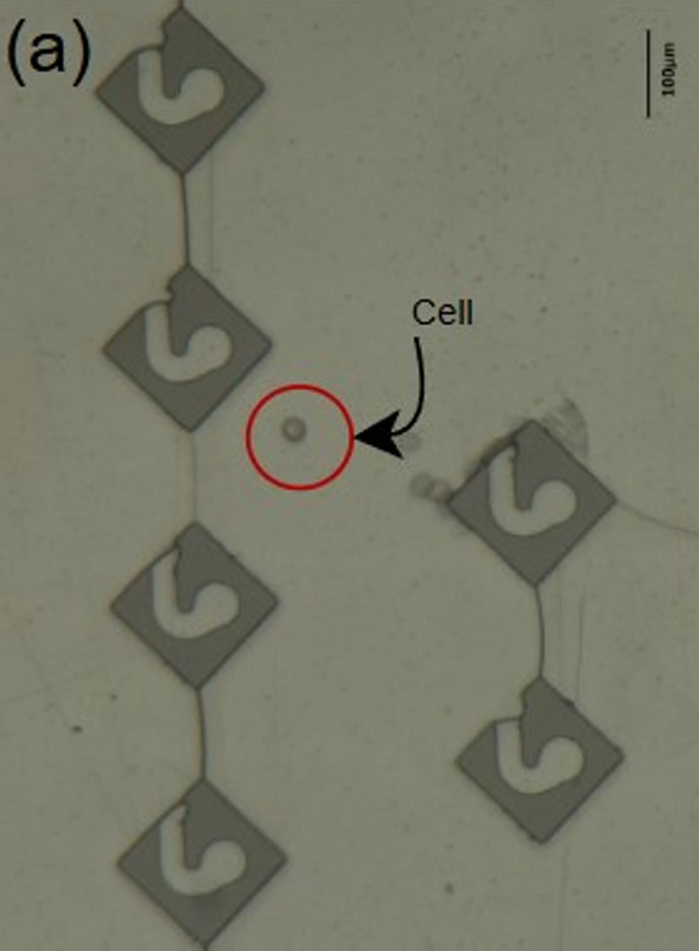 Fig 6.3a Proximal dry-out