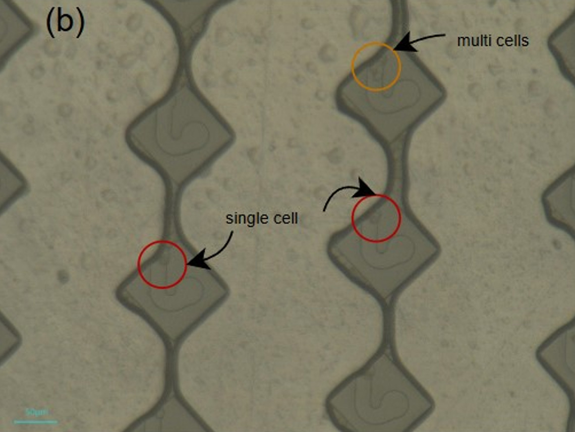 Fig 6.3b Medial region – sporadic capture