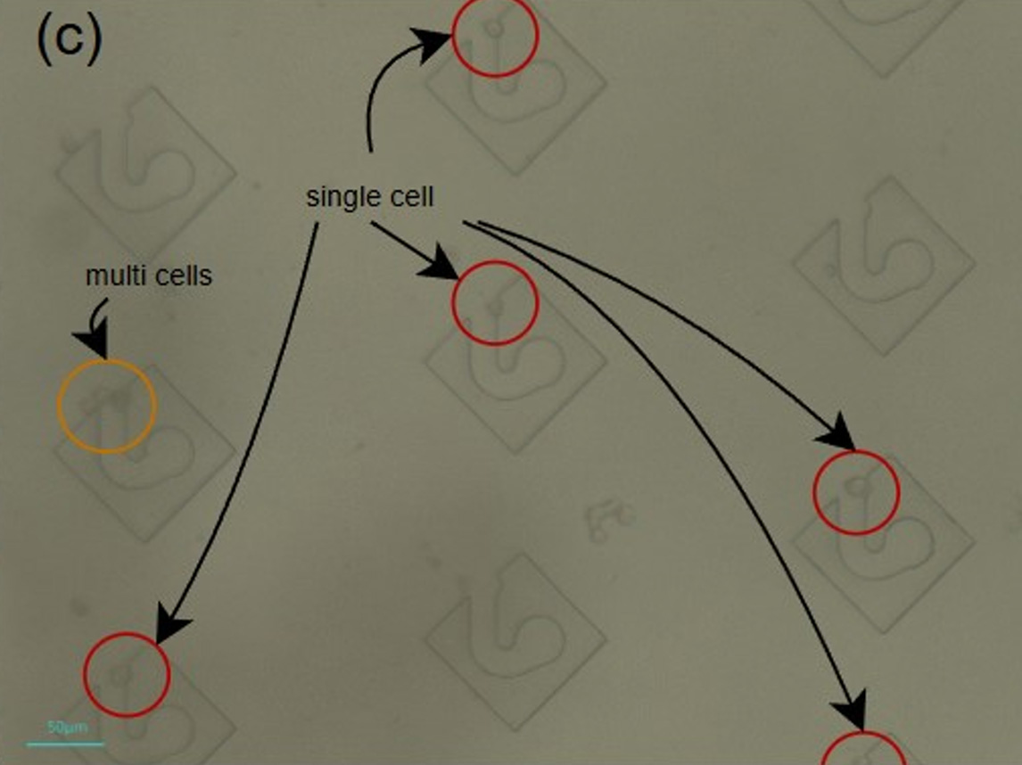 Fig 6.3c Distal region – single-cell capture confirmed
