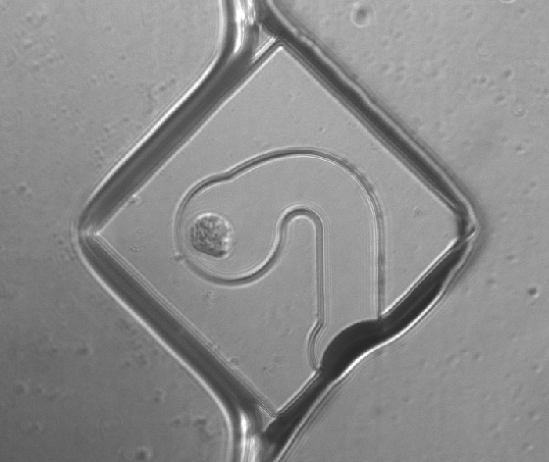 Fig 6.4a Cell relocated into 57.83 µm co-location chamber